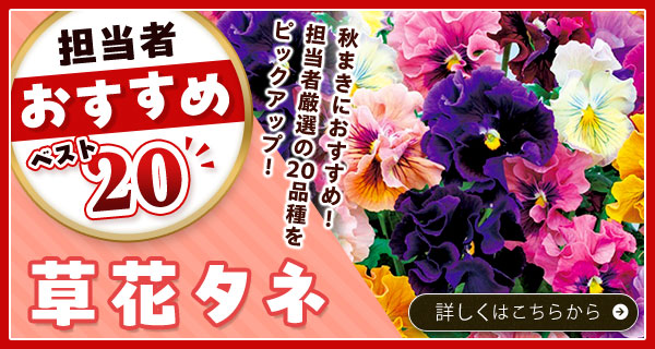 担当者おすすめベスト20【草花タネ】