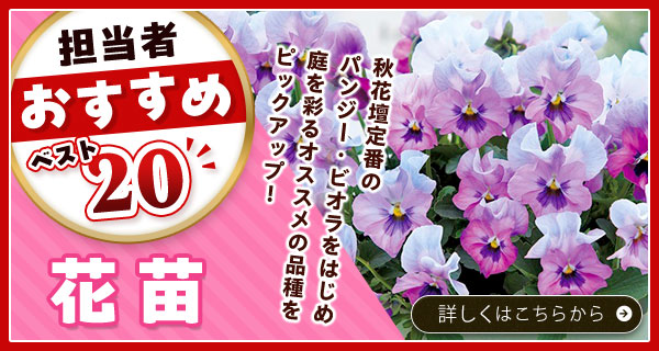 担当者おすすめベスト20【花苗】