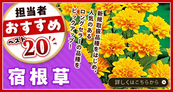 担当者おすすめベスト20【宿根草】
