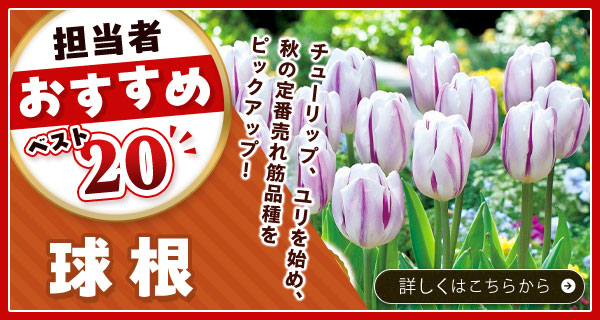 担当者おすすめベスト20【球根】
