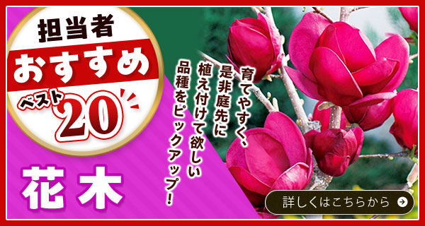 担当者おすすめベスト20【花木】