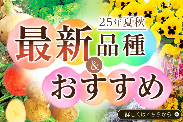 25夏秋 最新･人気特集