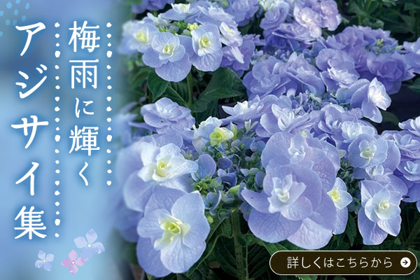 梅雨に輝くアジサイ集