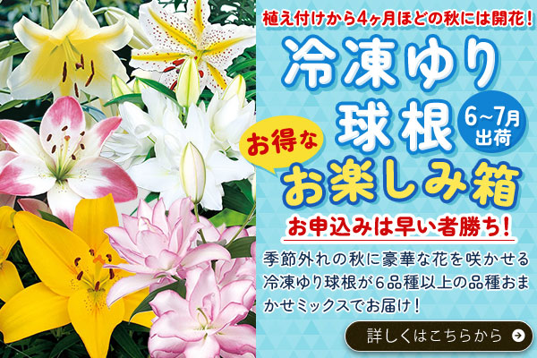 冷凍ゆり(6～7月)お得なお楽しみ箱