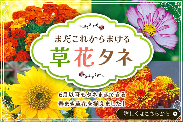 まだこれからまける草花タネ