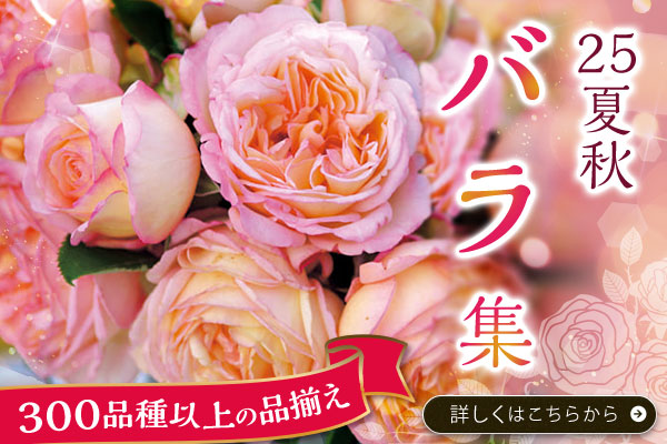 バラ集