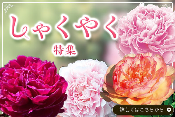 しゃくやく特集