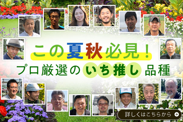 この夏秋必見！プロ厳選の一押し品種