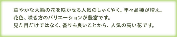 見た目だけではなく、香りも良いことから、人気の高い花です。