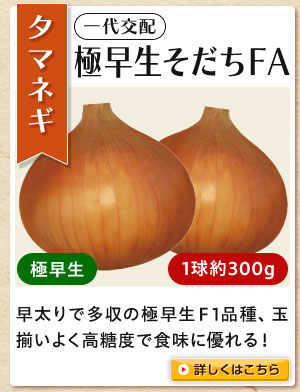 極早生そだちＦＡ玉葱