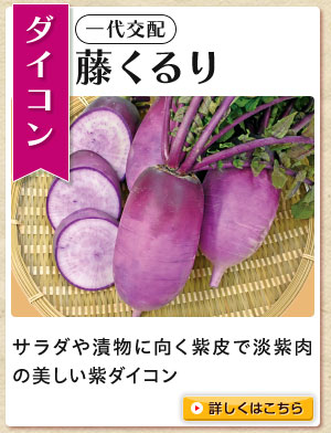 藤くるり大根