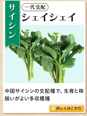 シェイシェイ菜心