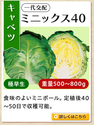 ミニックス４０キャベツ