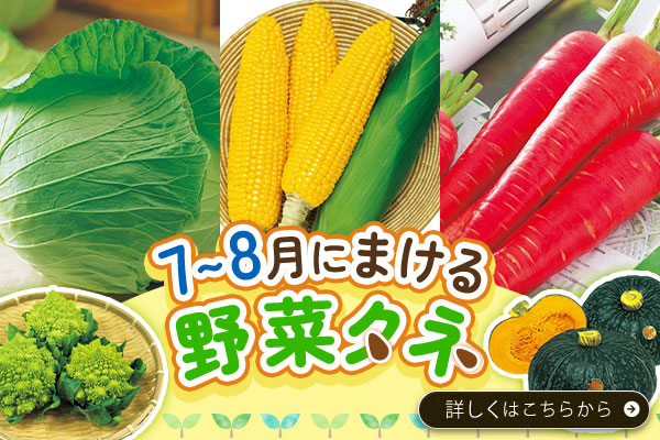 7～8月にまける野菜タネ