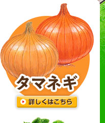 タマネギ