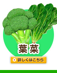 葉菜