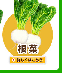 根菜