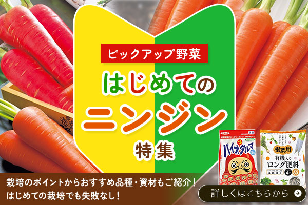 はじめてのニンジン特集
