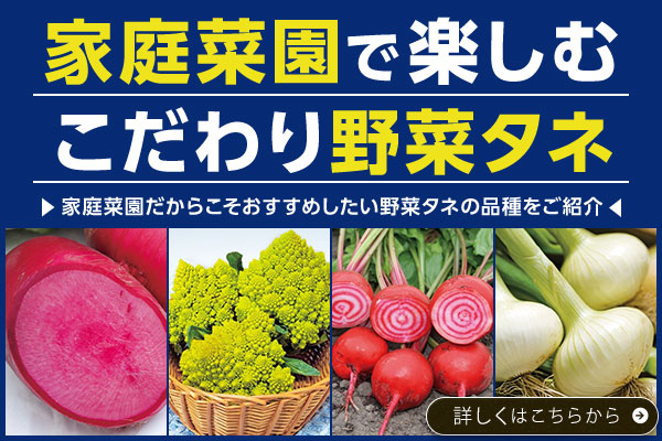 家庭菜園で楽しむこだわり野菜タネ