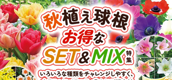 秋植え球根お得なSET&MIX特集