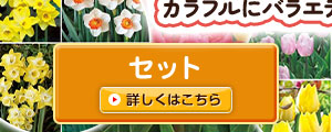 セット
