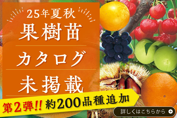カタログ未掲載【果樹苗】第2弾
