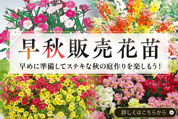 早秋販売花苗
