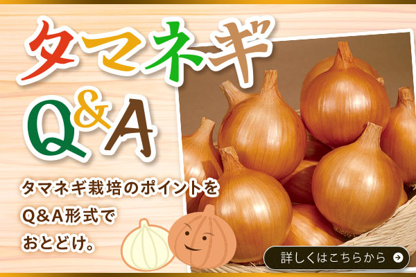 タマネギＱ＆A