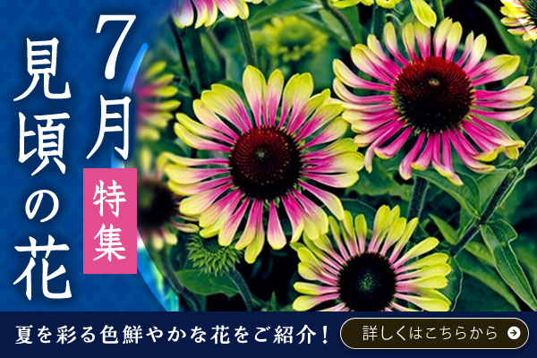 7月見頃の花特集