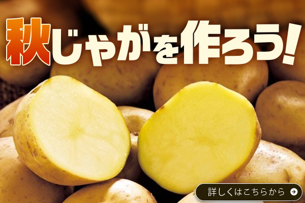 秋じゃがを作ろう！