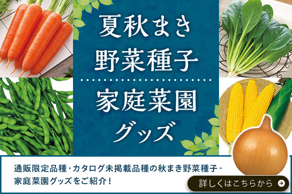 秋まき野菜種子家庭菜園グッズ