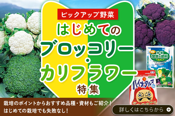 ピックアップ野菜【ブロッコリ】