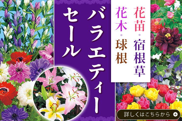 バラエティーセール