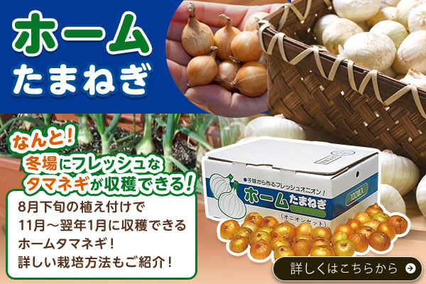 ホームたまねぎ