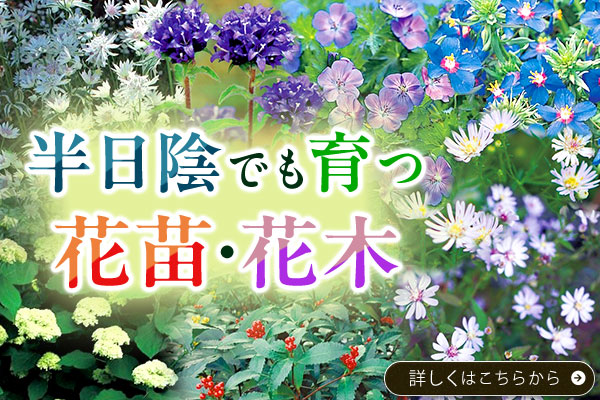 半日陰でも育つ花苗･花木