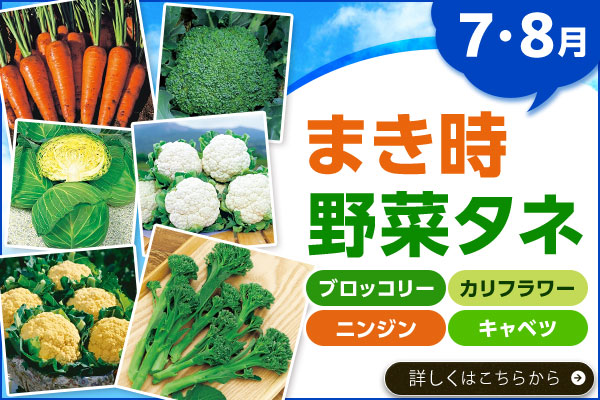 7・8月まき時野菜タネ【ブロッコリ･カリフラワー･ニンジン･キャベツ】