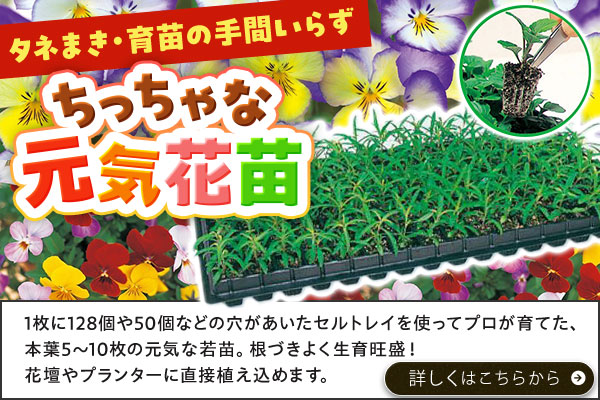 ちっちゃな元気花苗