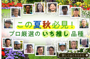 しゃくやく特集