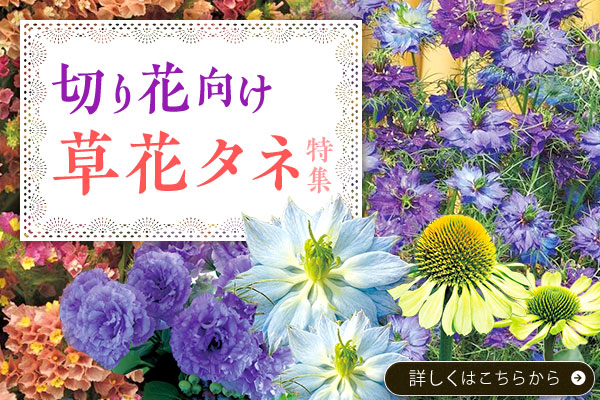 切り花向け草花タネ特集