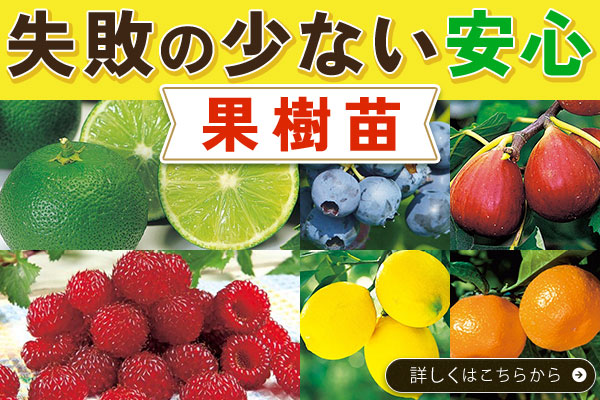失敗の少ない安心【果樹苗】