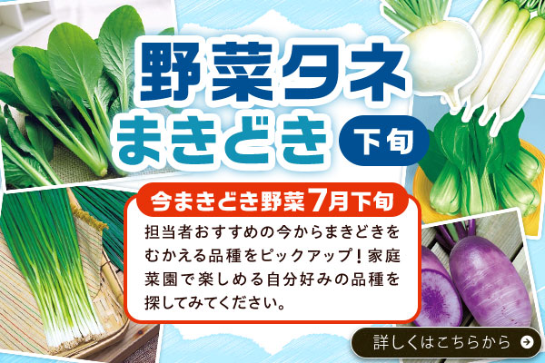 野菜タネまきどき【下旬】