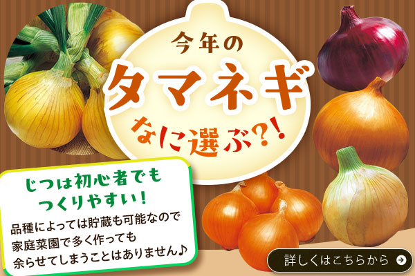 今年のタマネギなに選ぶ？！