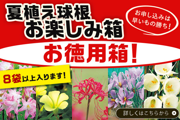 夏植え球根お楽しみ箱