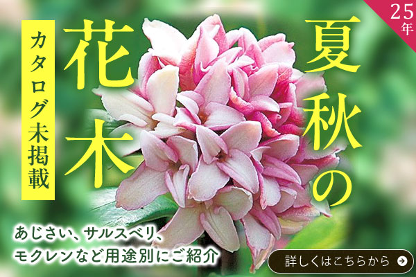 25夏秋の花木【カタログ未掲載】