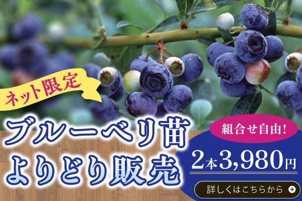 ネット限定ブルーベリーよりどり販売