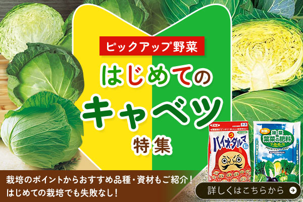 はじめてキャベツ