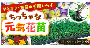 ちっちゃな元気花苗