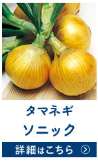 ソニック