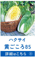 黄ごころ85