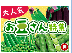 大人気　お豆さん特集